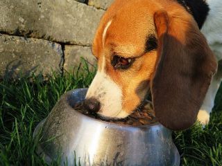 Gesundheit Kürbiskernöl Hund Wurmbefall