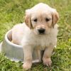 GGA Kernöl für Hunde: Ihr gesundes Haustier