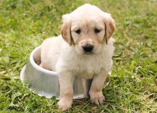 Kürbiskernöl bei Hunden